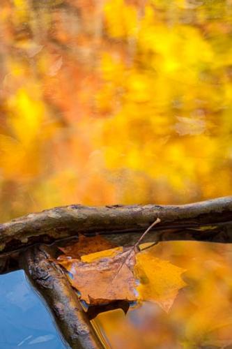 Brown;Close-up;Fallen;Fallen Leaves;Gold;Great Smoky Mountains National Park;Lake;Leaf;Leaves;Mirror;Oneness;Orange;Oriental;Pastoral;Peaceful;Red;Reflection;Reflections;River;Stream;Sycamore;Tan;Tennessee;Wabi Sabi;Water;Yellow;botanical;limbs;pool;tree limbs;zen